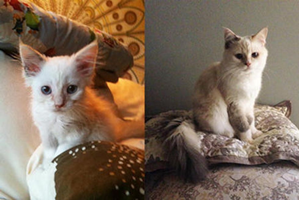 Pippa The Kitten Grown Up To Be Beautiful Cat