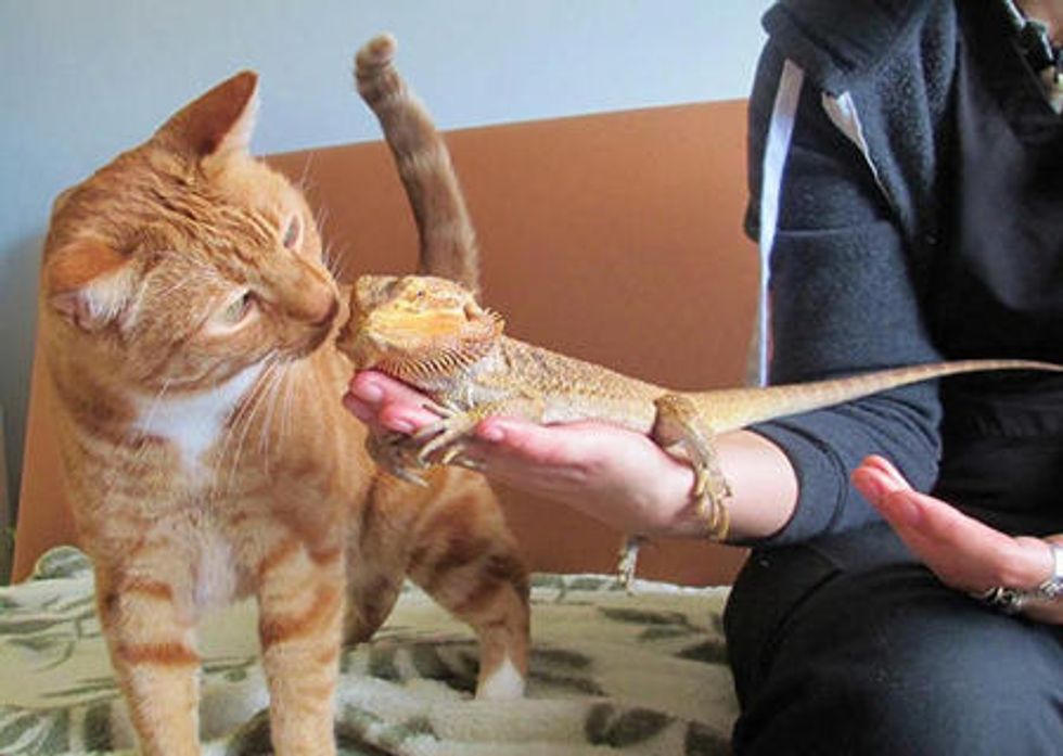 Ginger Cat Meets Bearded Dragon