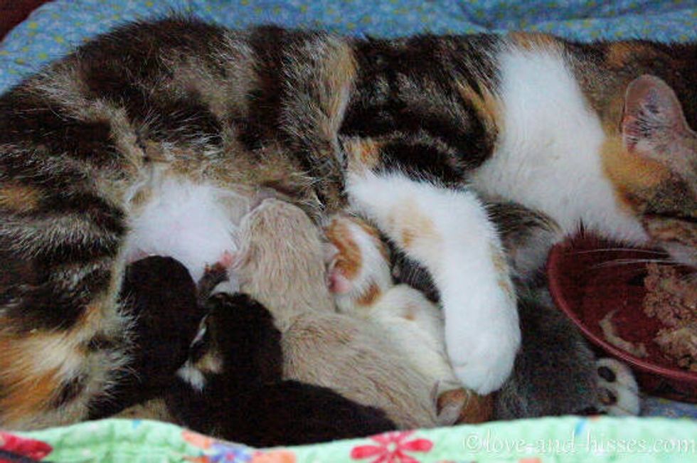 Love And Dedication Of A Stray Cat Mama - Love Meow