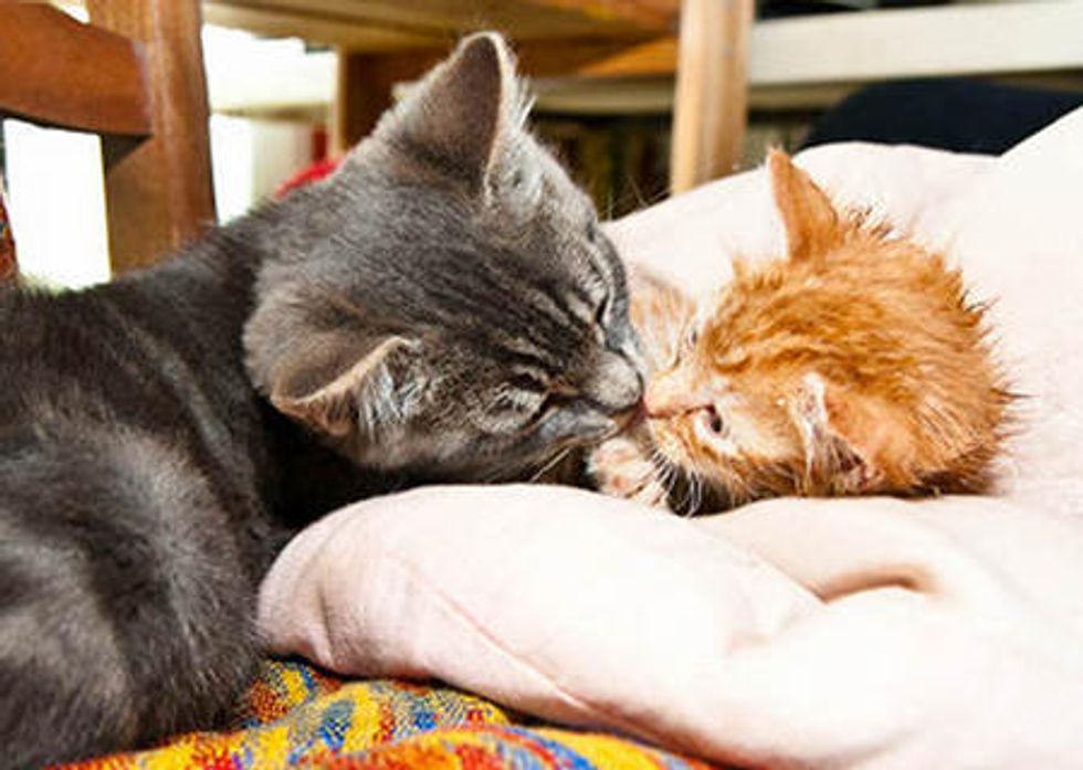 Rescue Cat Loves And Cares For Orphan Kitten