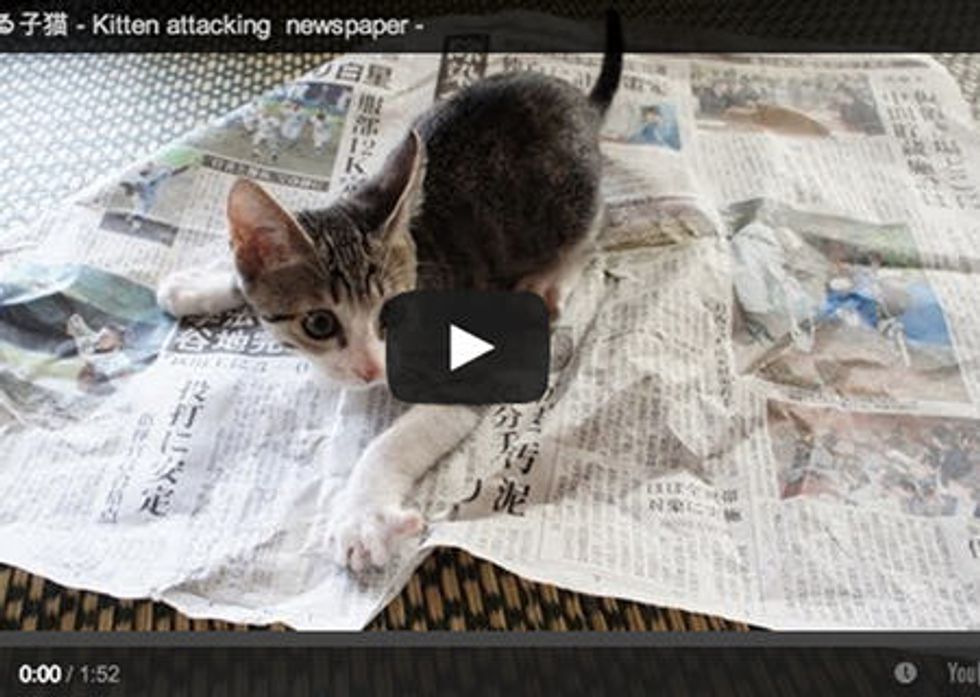 Kitten vs Newspaper