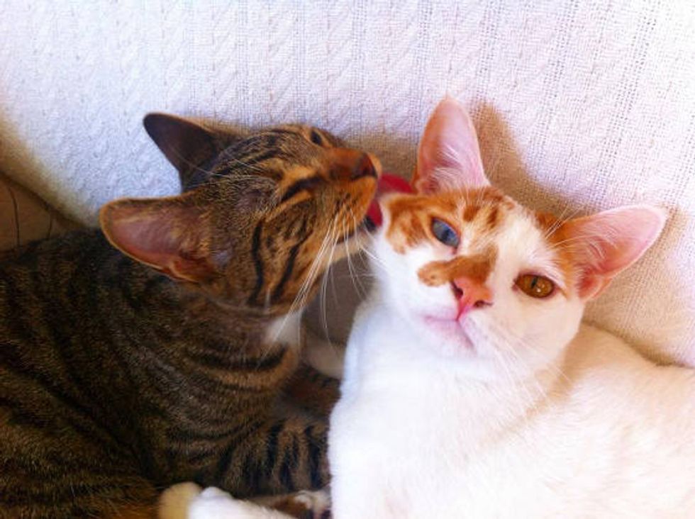 Odd-eye Cat And His Partner In Crime - Love Meow