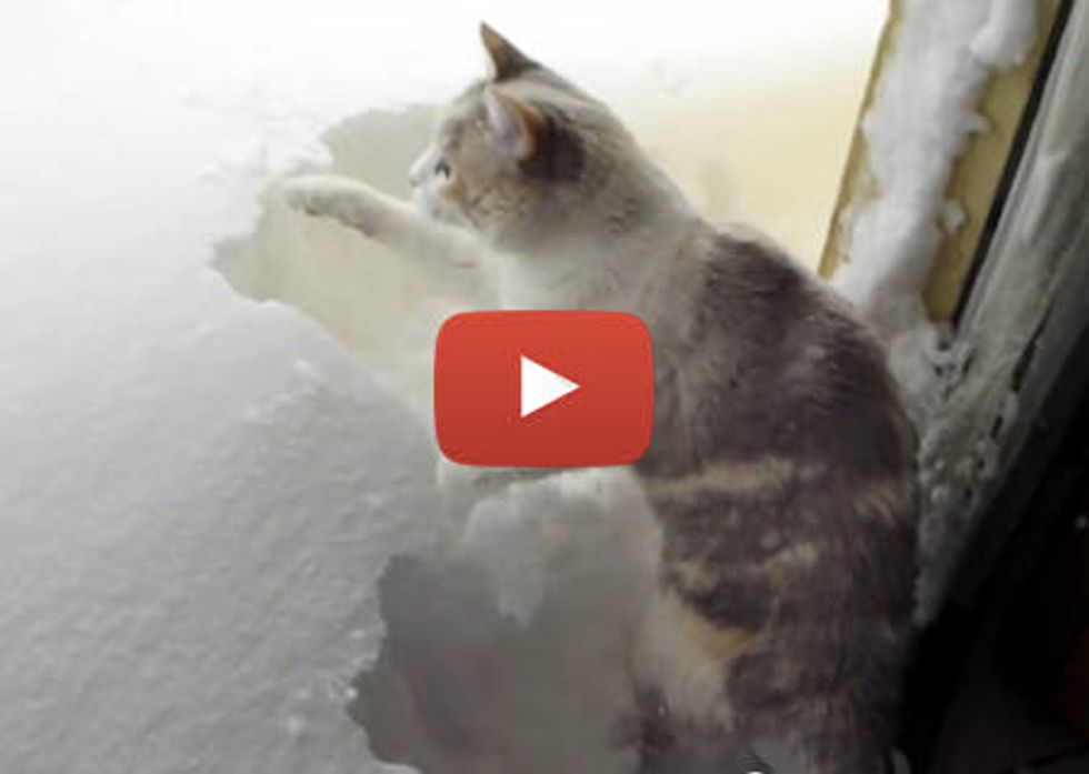 Shoveling Snow Cat