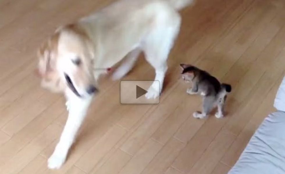 Dog Teaches Kitten to Play with a Wand Toy