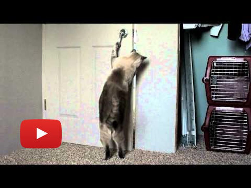 Amazing Cats Opening Doors