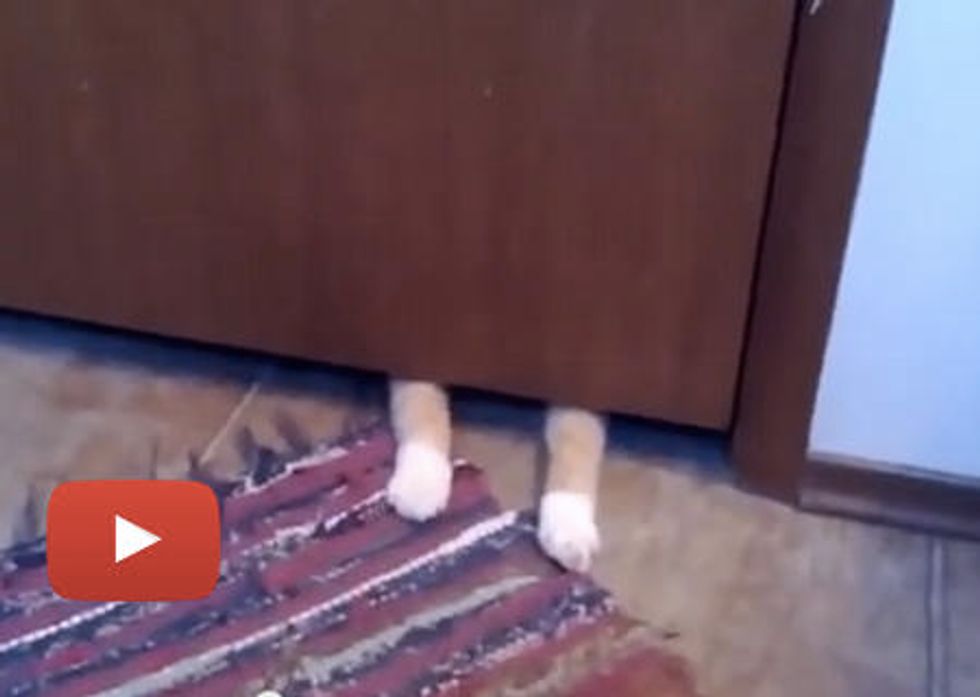 Cat Steals Bathroom Rug