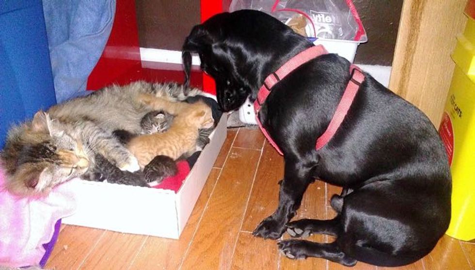 Stray Cat Gave Birth to 7 Kittens and Dog Decides He Will Be Their New Dad
