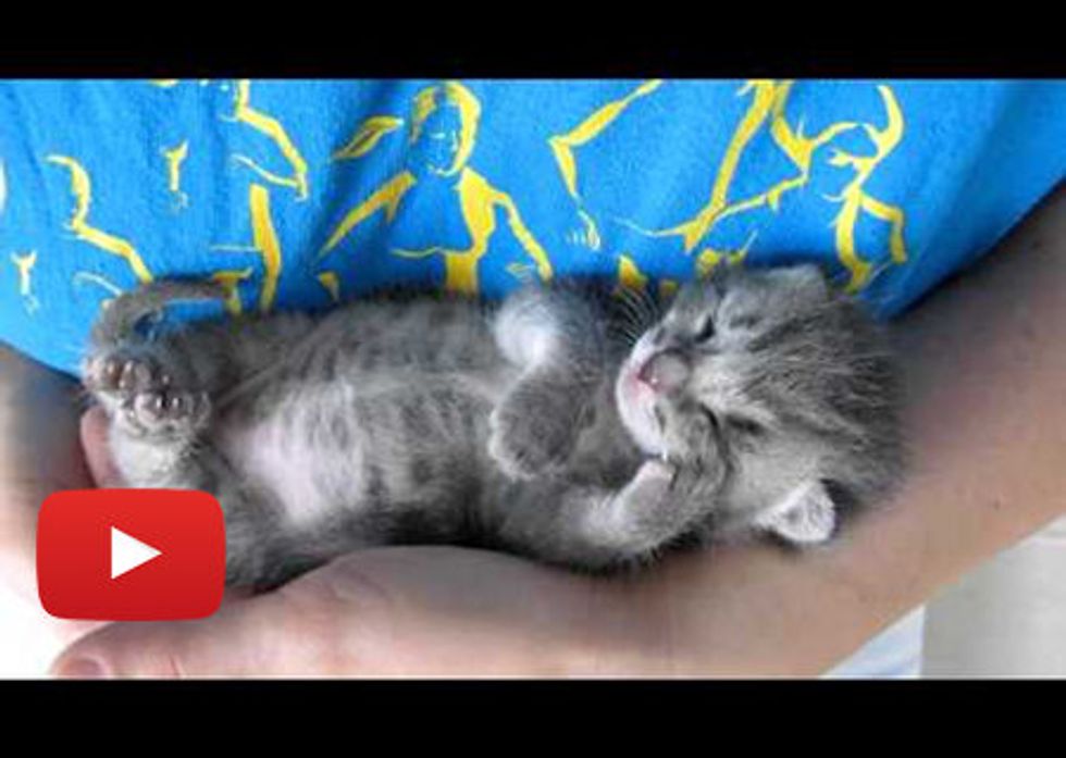 Tiny Kitten Sleeping And Purring