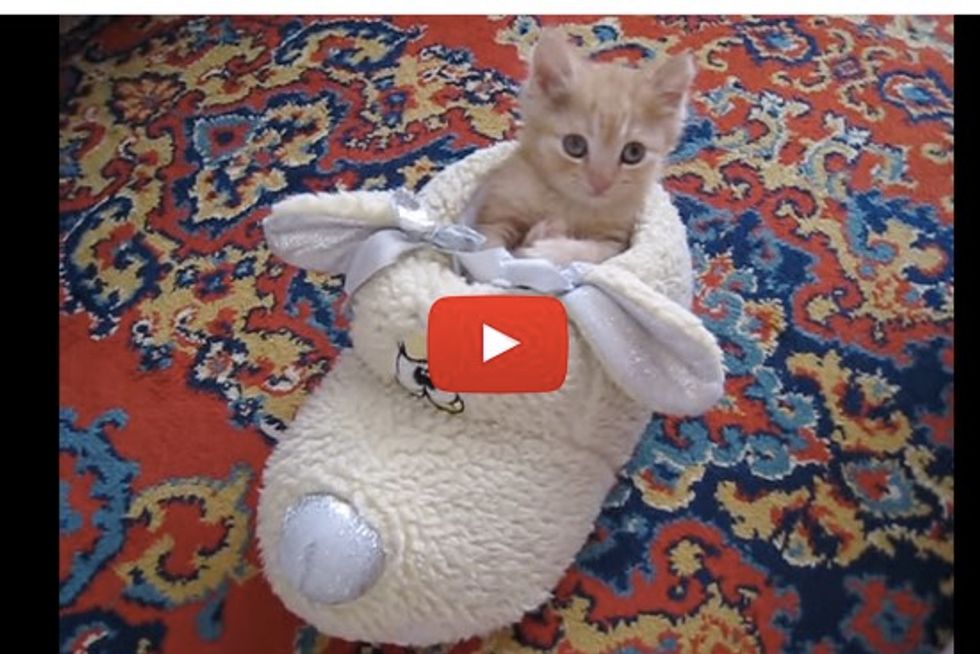 Tiny Kitten Decides to Make Fluffy Shoe His Bed