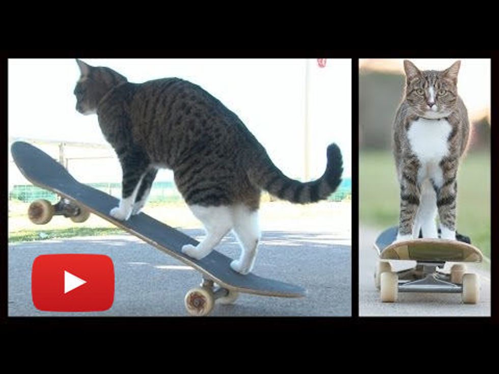 Cat On A Skateboard Ride