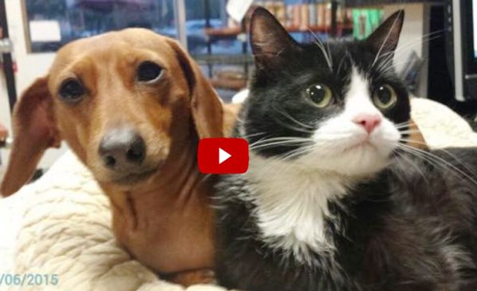 Abandoned Dog & Paralyzed Cat Found Together, Share A Special Bond