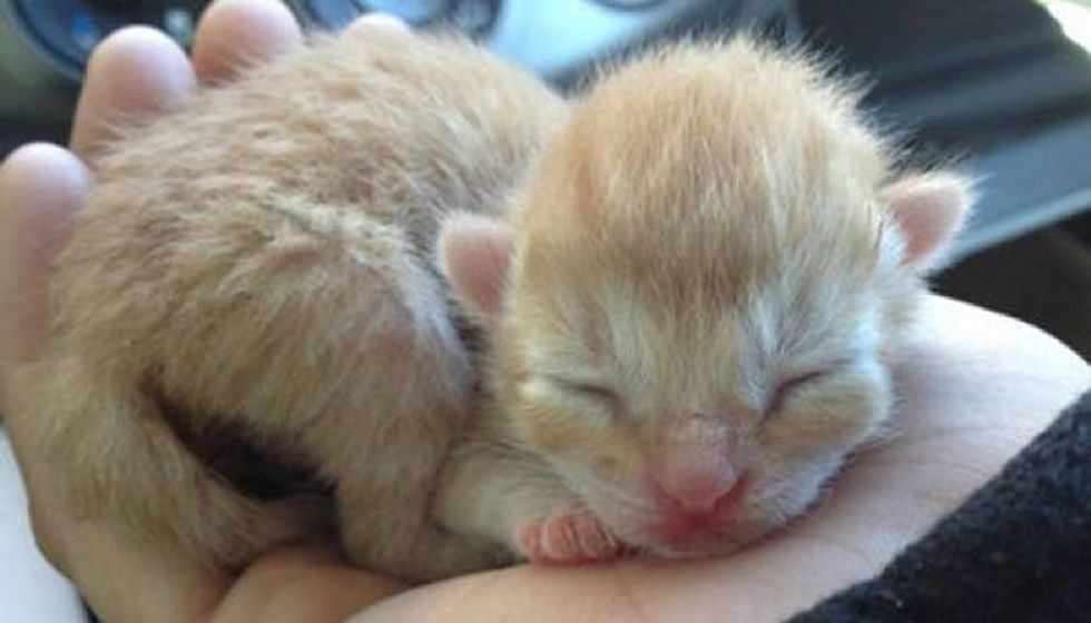 Abandoned Day Old Kitten Gets A Second Chance