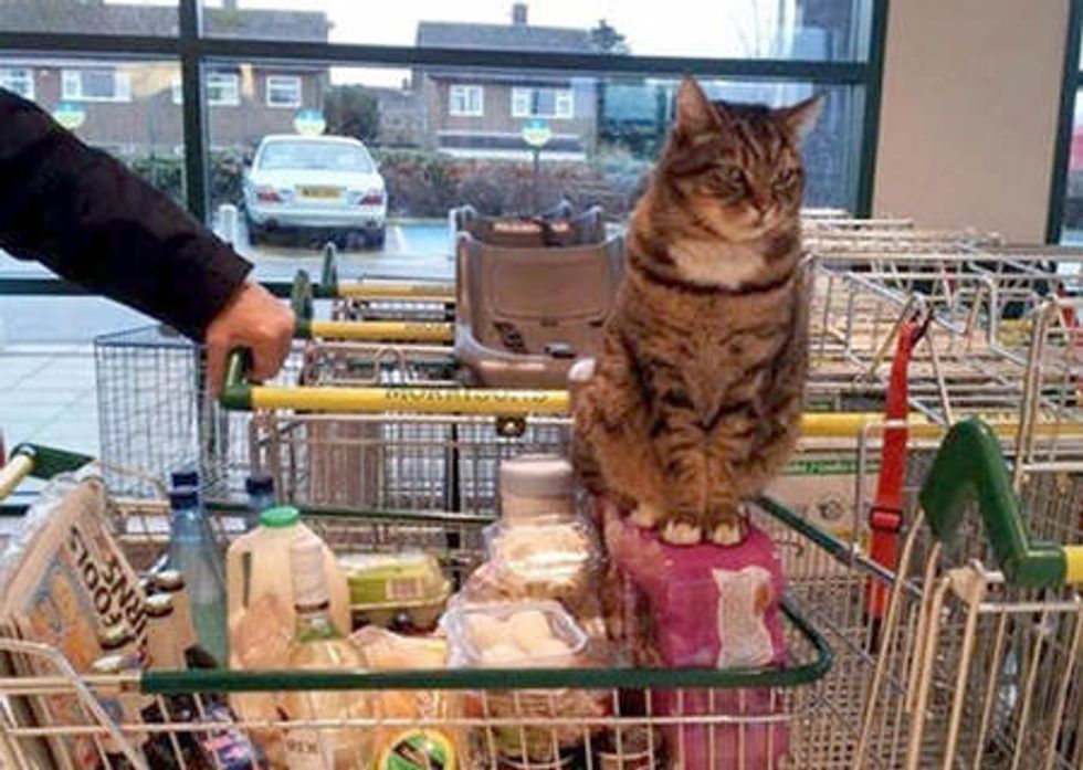 Supermarket Cat Brutus