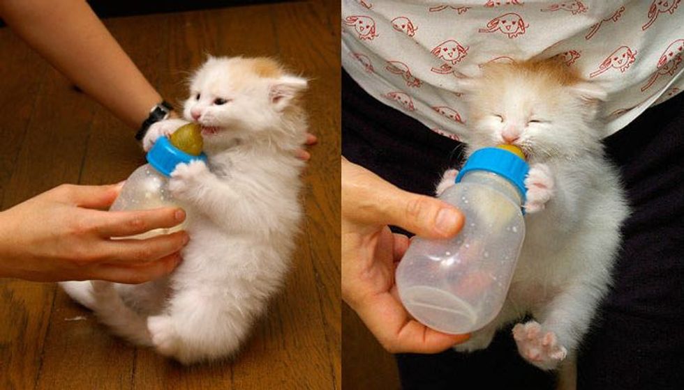 Kitty Loves His Bottle so Much He Demands His Bottle Meow!