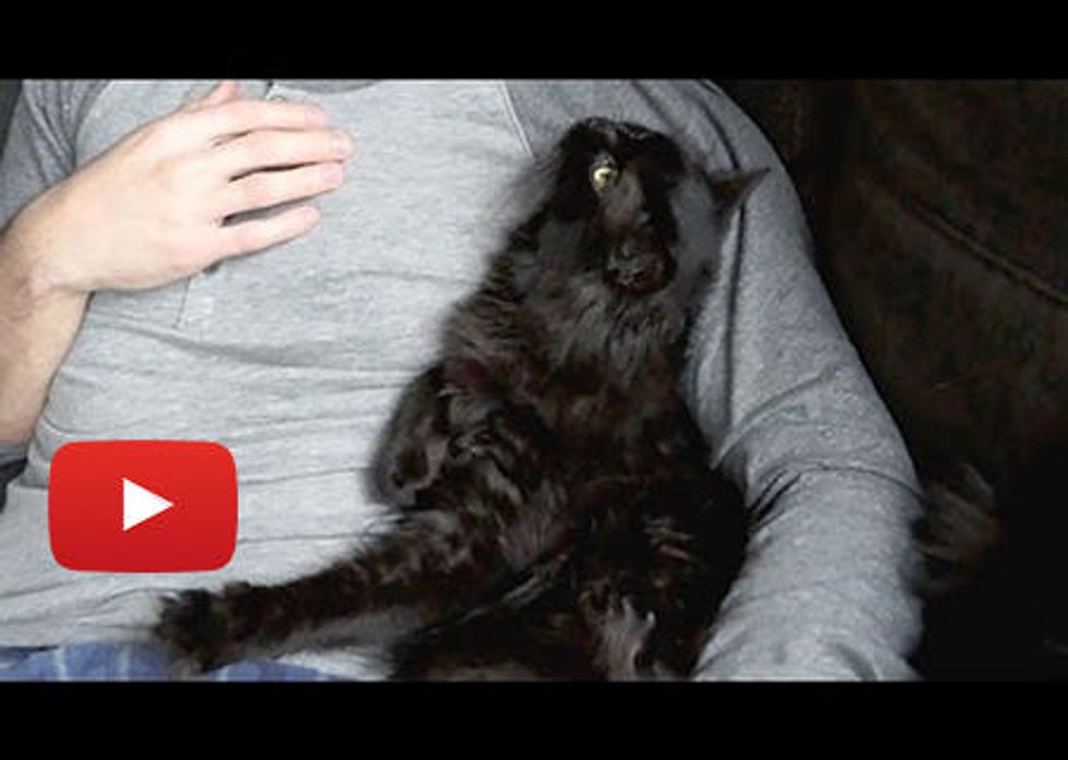 How Attached Are Cats To Their Humans?