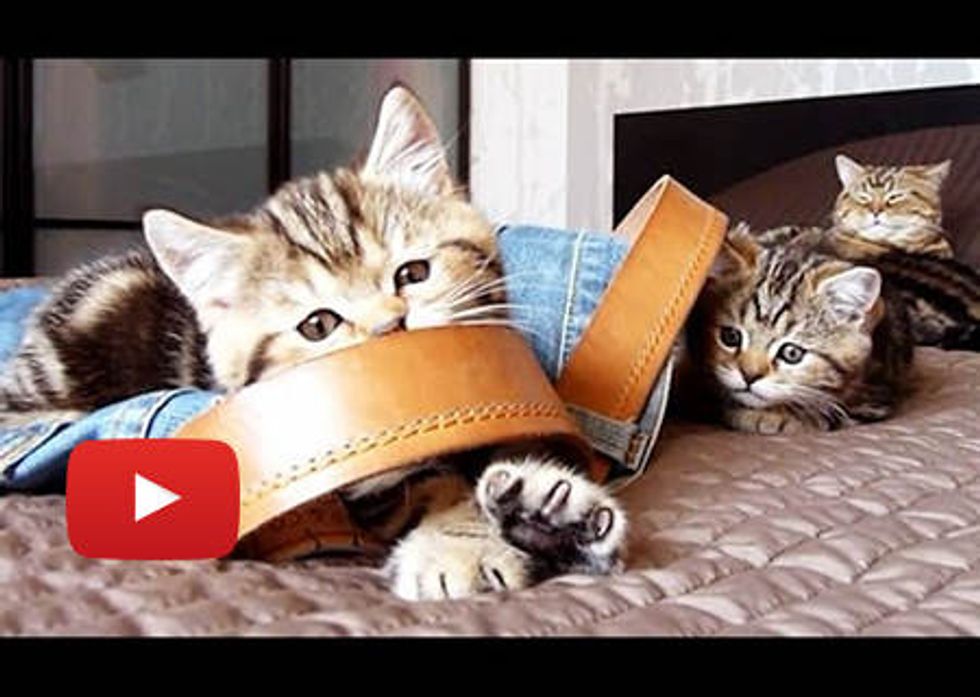 Kittens Turn Jeans Into Toys