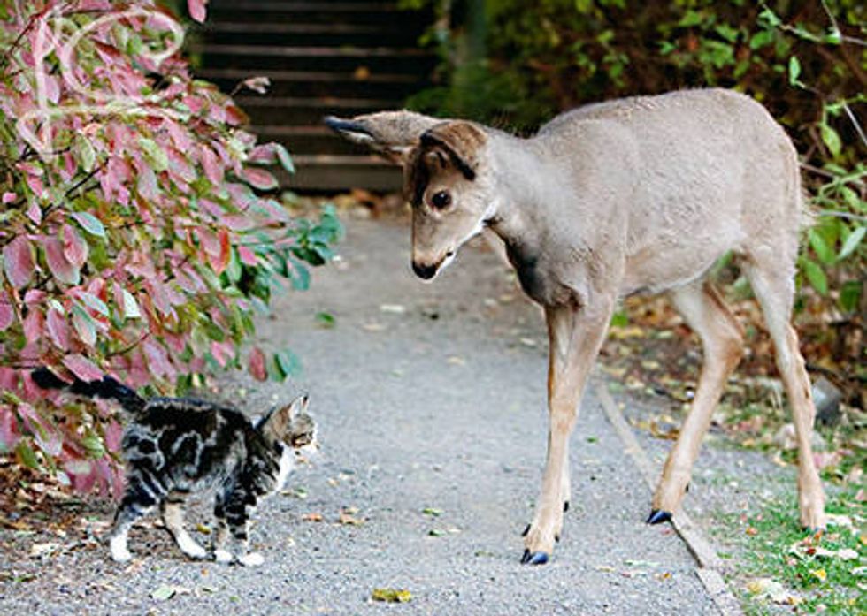 Stray Cat And His Deer Friends