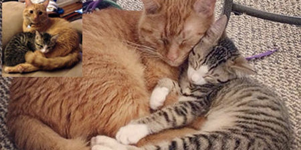 Little Rescue Kitten And Her New Protective Brother Love Meow