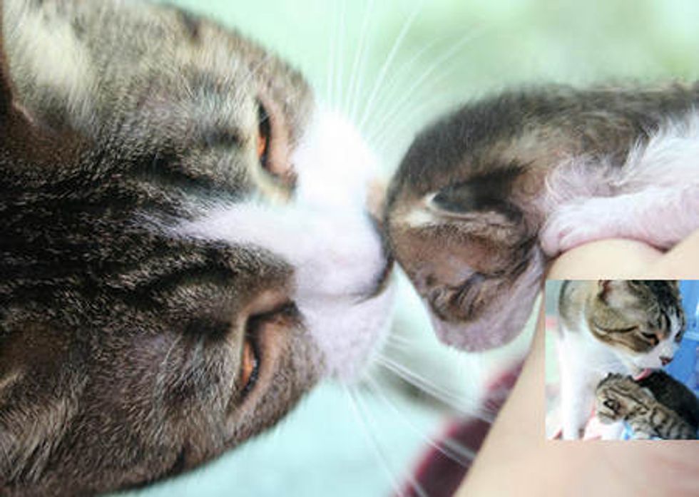 Happy The Cat Becomes Father To Orphan Kittens