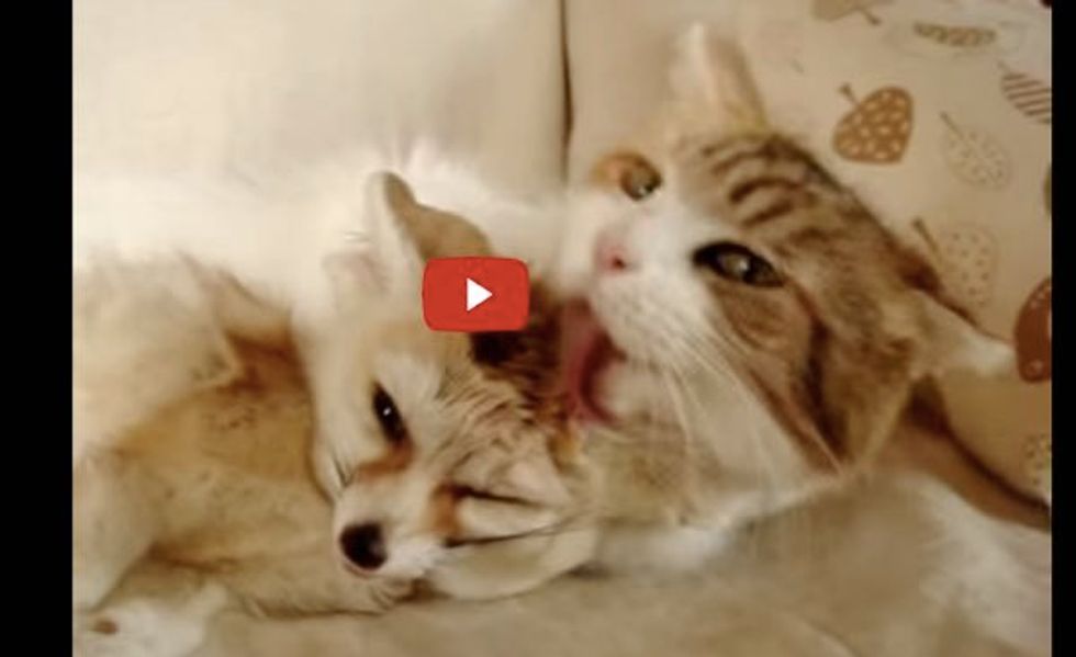 Kitty Adores Her Fox Buddy and Gives Him a Serious Bath!