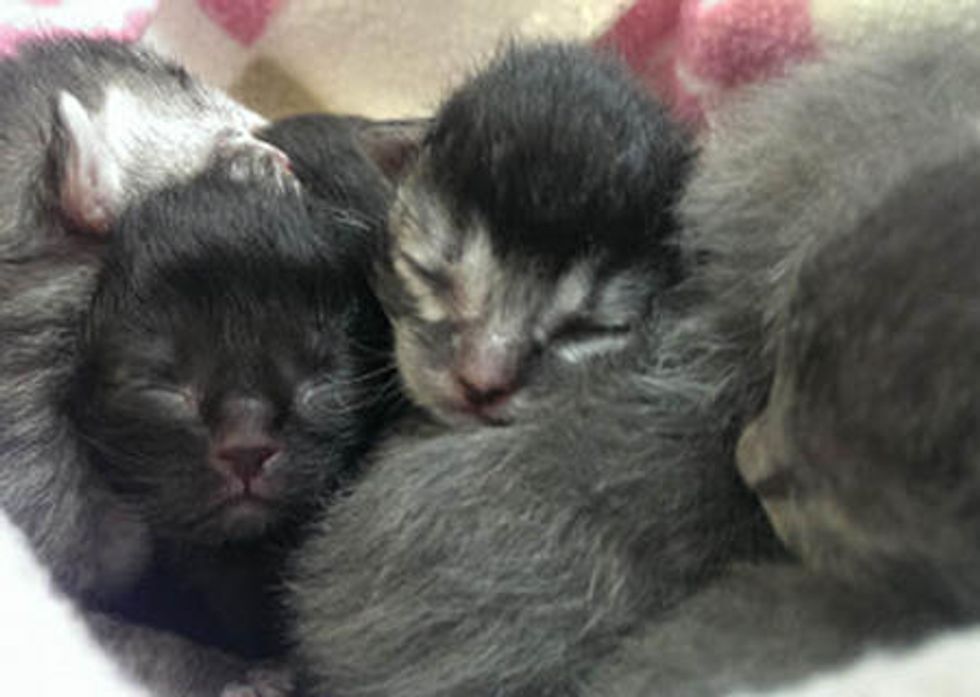 Ice Storm Orphan Kittens