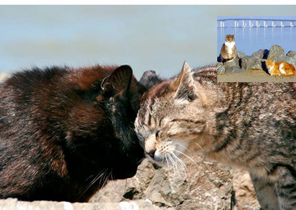 Project Bay Cat Brings Hope & Happiness To San Francisco Bay Cats