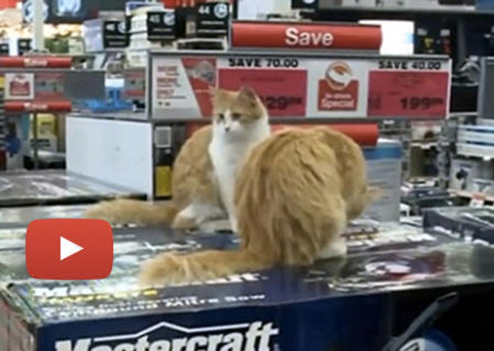 Cats Working at Canadian Tire