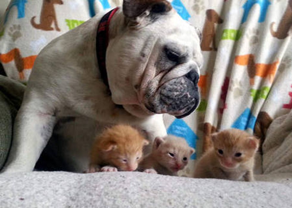 Foster Kittens Find A New Dad - Hammie The Bulldog