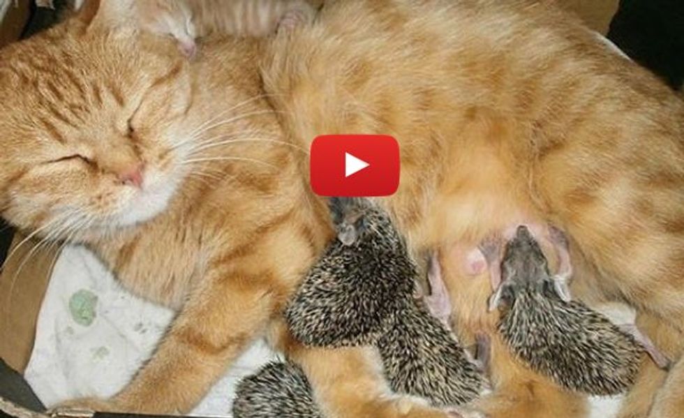 Cat Mama Adopts And Nurses Orphan Hedgehogs