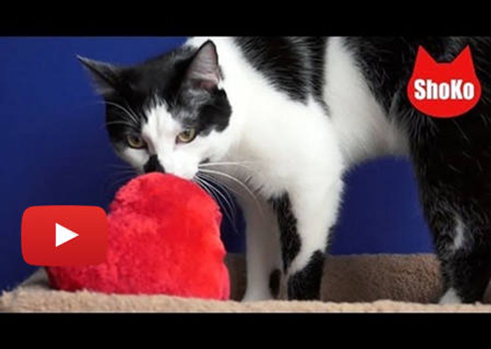 This Cat HATES Valentine's Day!