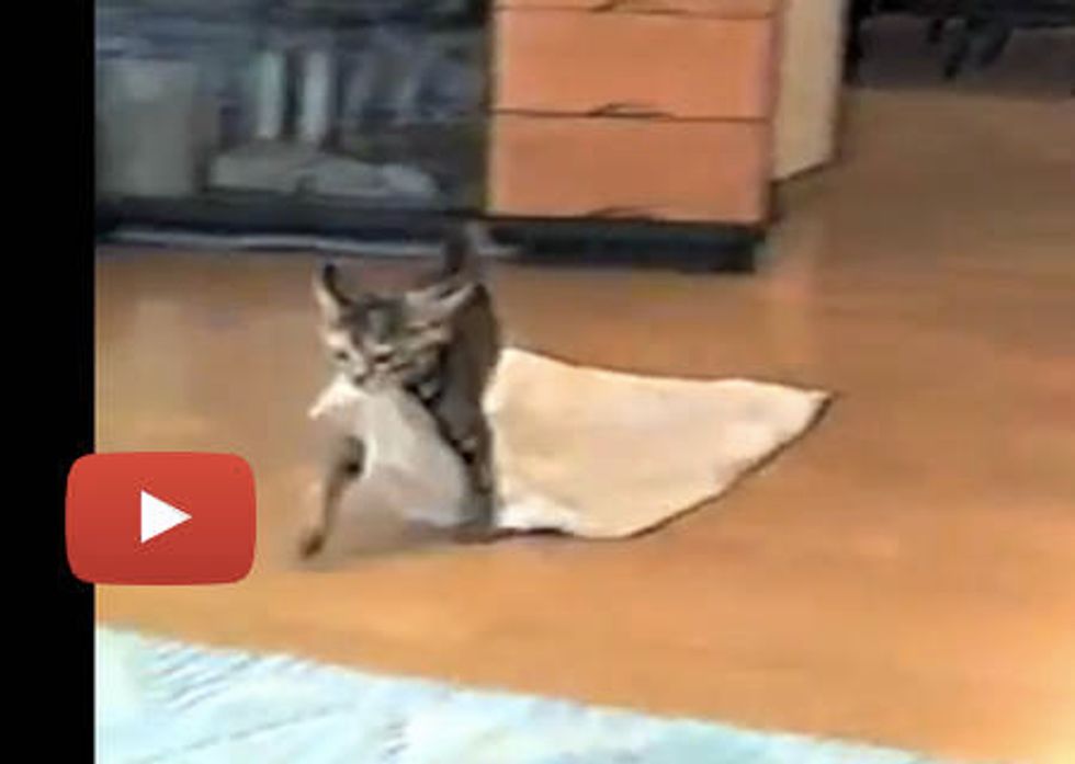 Kitty Fetches Towel