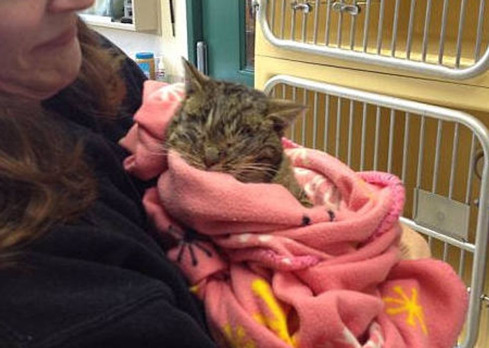 Frosty The Kitten Found Frozen Is Brought Back To Life