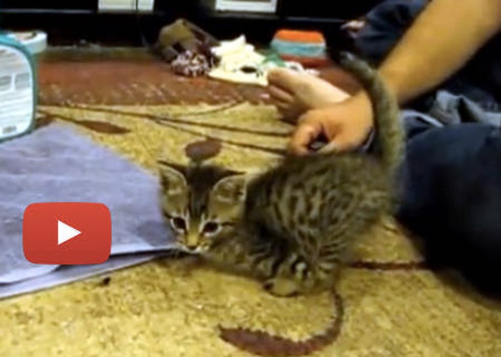 Mercury The Amazing 2 Legged Cat [Videos]