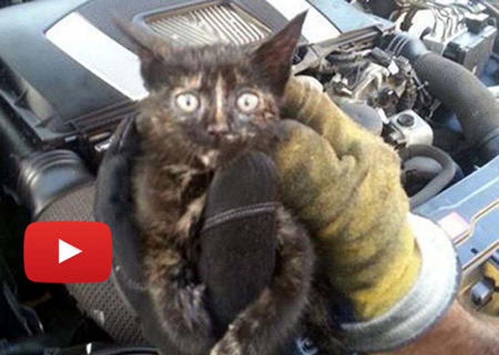 Kitten Rescued From Mercedes Benz Car Engine By Firefighters