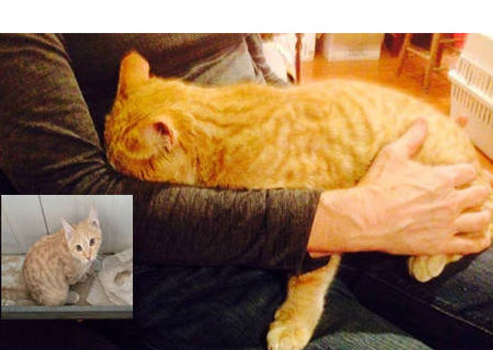 Stray Cat Rescued In Afghanistan Finds Home In The US