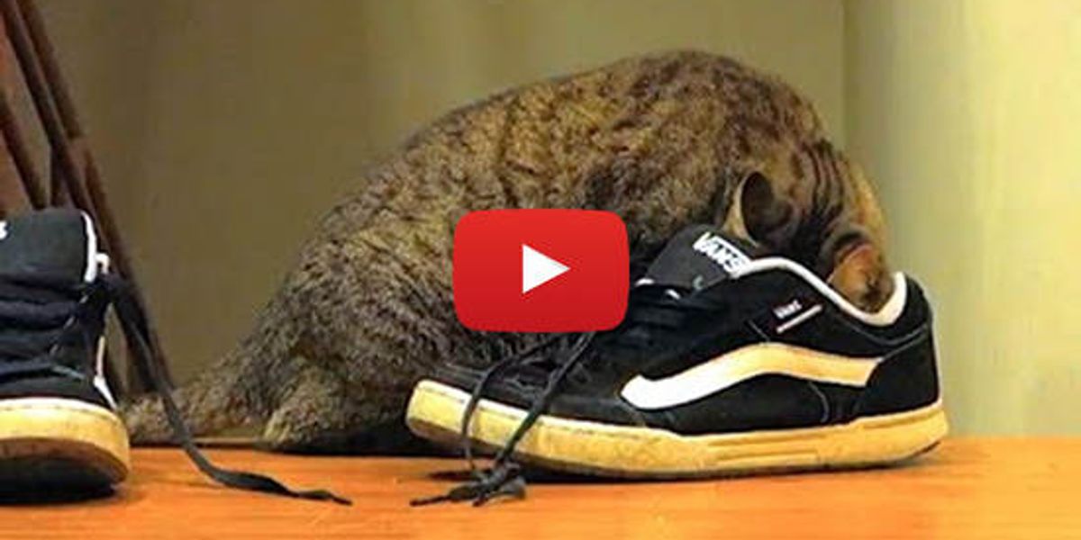 Cat Loves Shoes Love Meow