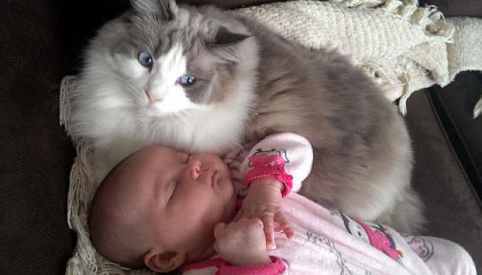 Cat Adores His Little Sister So Much He Began to Cuddle Her Before She Was Born