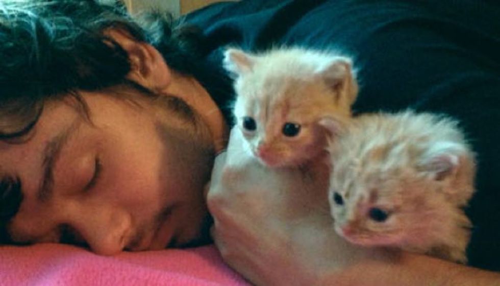 They Save Two Tiny Ginger Kittens from Trash and Make Them Their Family