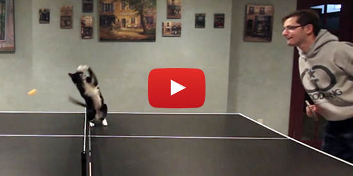 Ping Pong Cat Love Meow