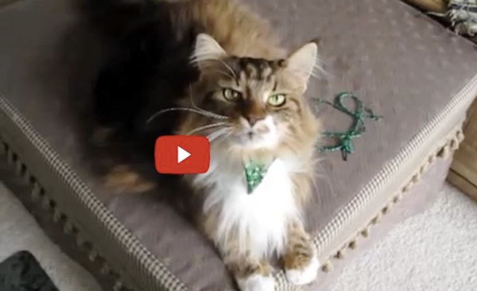 This Fluffy Talking Maine Coon is Doing a Duet with His Human