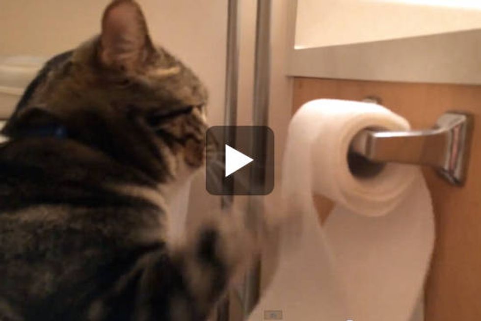 Cat Unrolls Toilet Paper Then Rolls It Back Up Love Meow