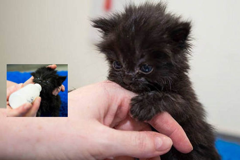 Choccy The Kitten Gets A Second Chance