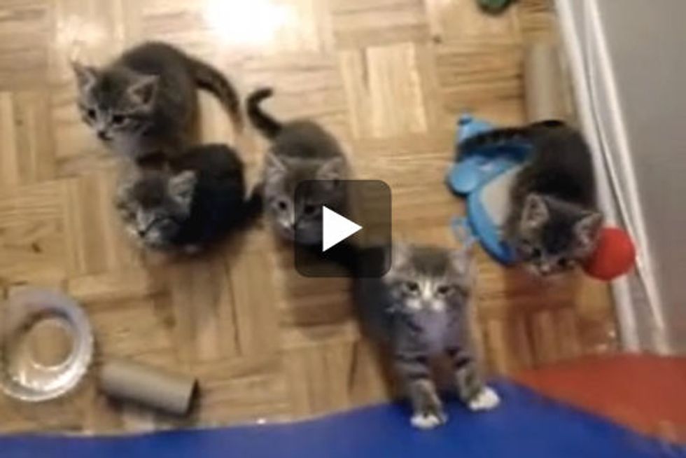 Five Tiny Fosters