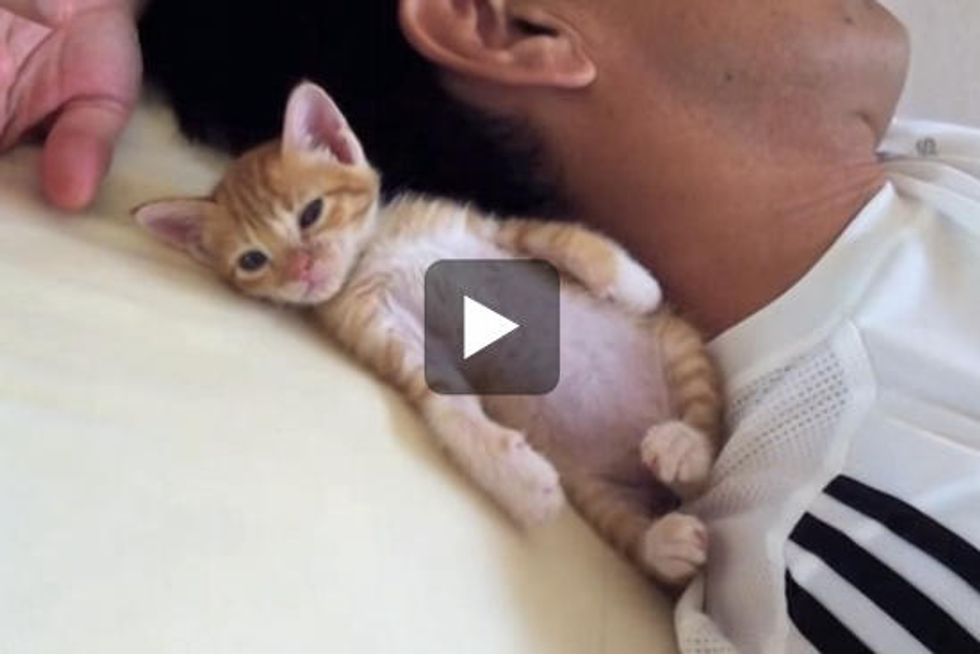 Kitten Naps With Papa