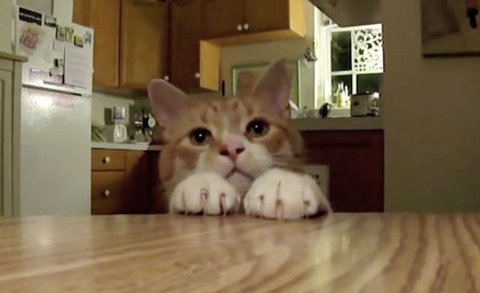This Cat Keeps All the Treats off the Table! Look at Those Ninja Paws!