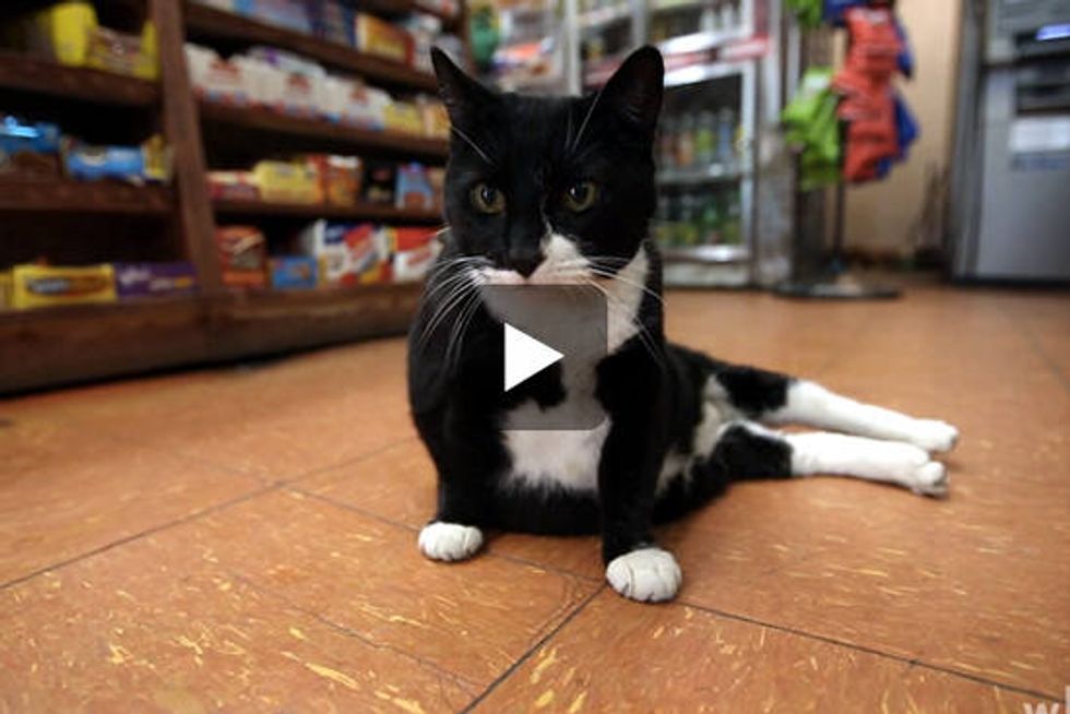 Bodega Cats...In Their Own Words
