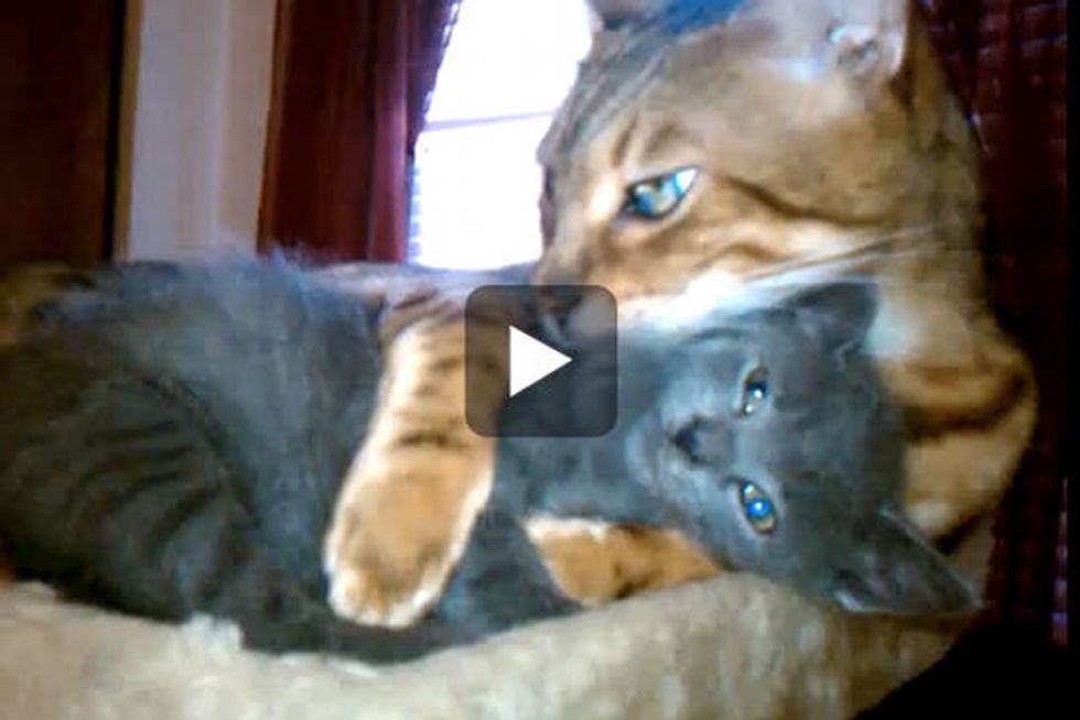 Bengal Cat Gives Foster Kitten Hugs