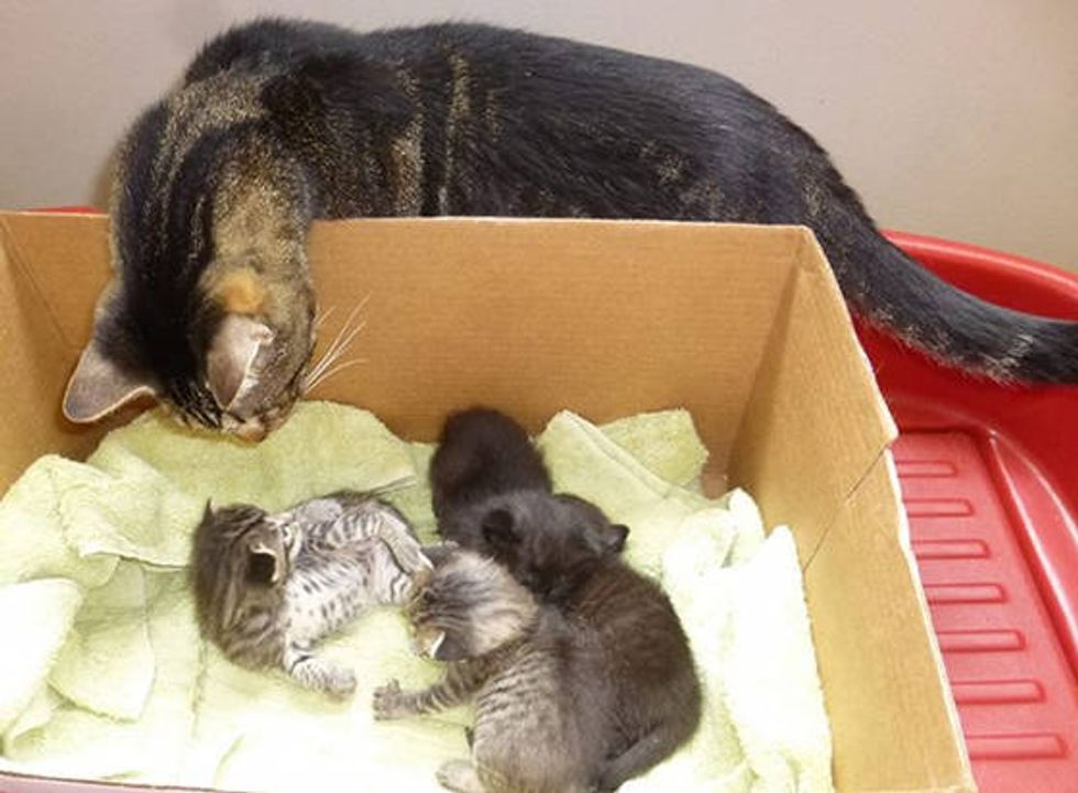 Spirit The Blind Cat Helps Rescue Kittens Love Meow