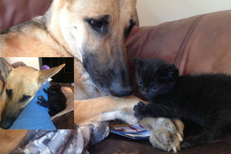 Dog Produces Milk For Rescue Orphan Kitten