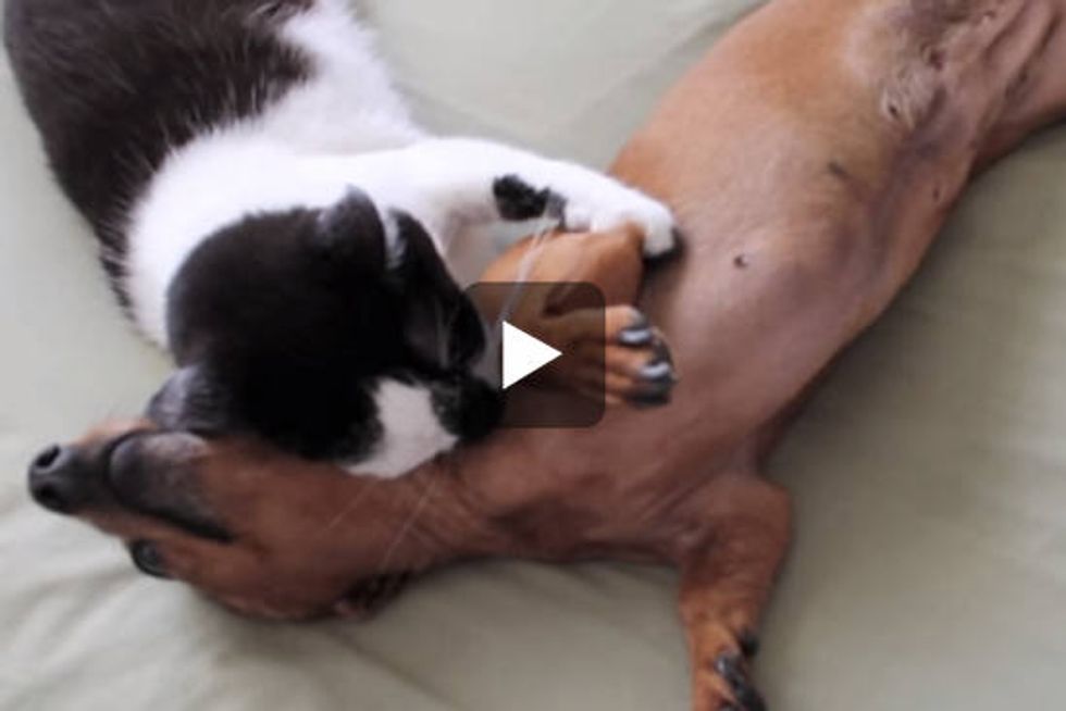 Cat Helps Dog Calm Down
